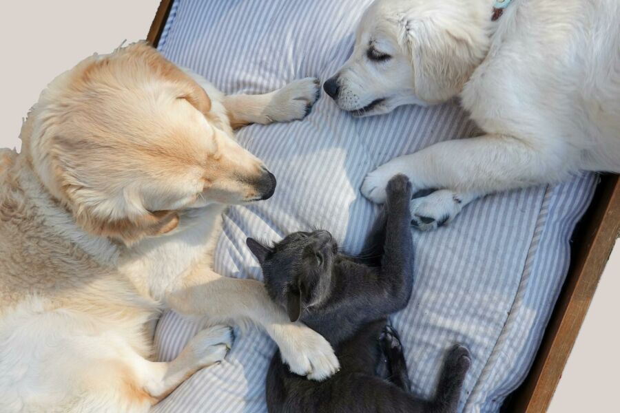 Imagem Cães e gatos